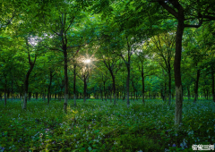 李旗庄镇：乡村处处皆风景 一路修来百媚生