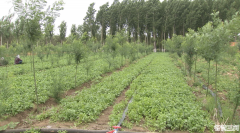 李旗庄镇蔬菜种植做出乡村振兴“大文章”