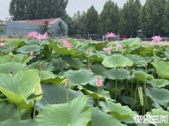 坑塘治理显成效 荷花扮靓小乡村