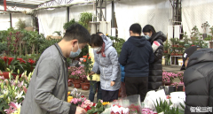 迎新春贺新年 花卉市场年味浓